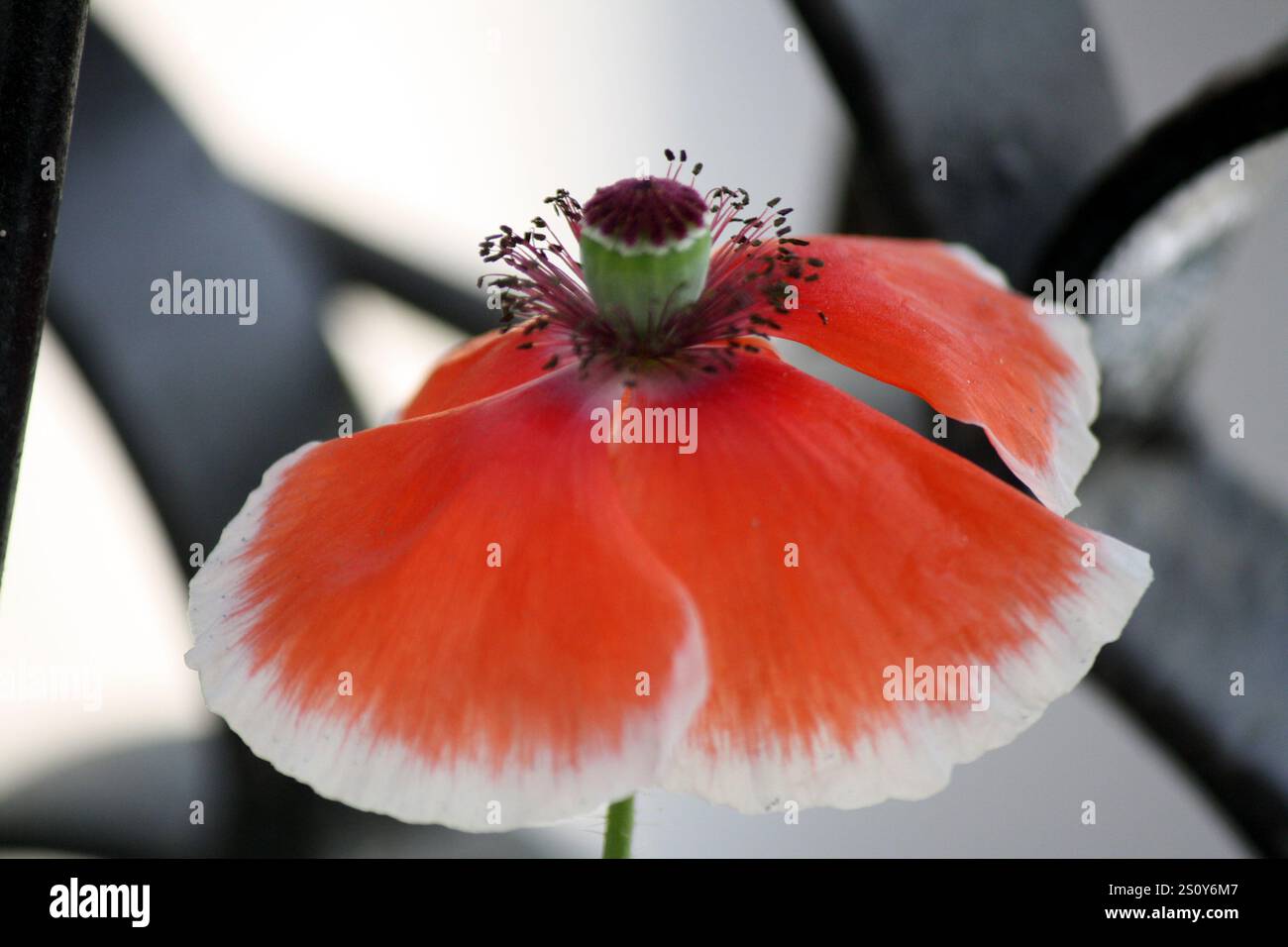 Rote Mohnblume (Papaver rhoeas) mit Blütenblättern um die Kapsel. Stockfoto