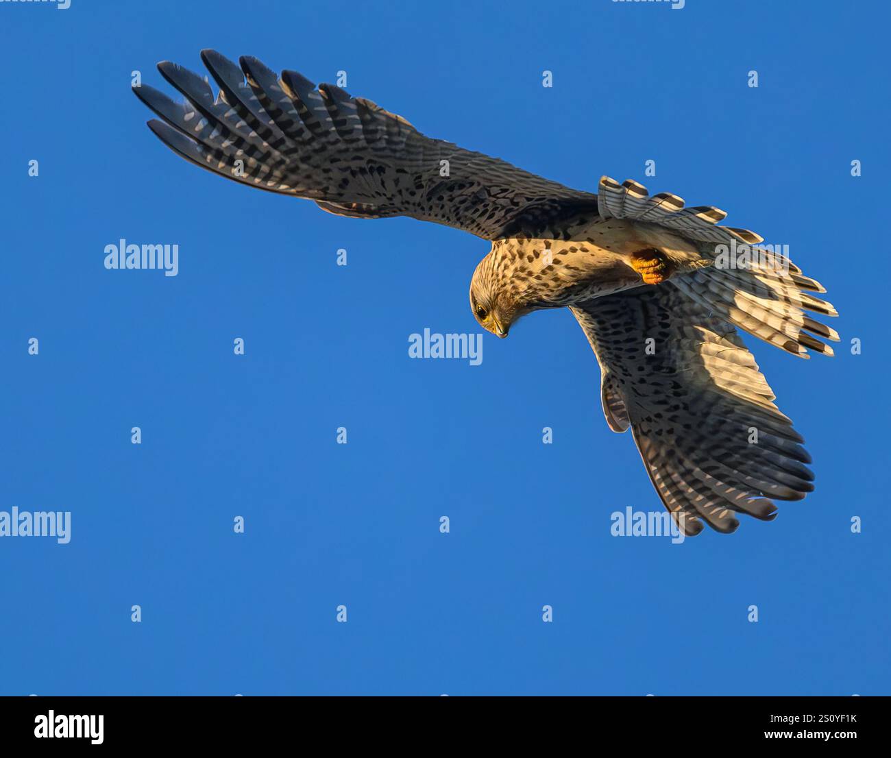 25. Dezember 2024, Brandenburg, Sieversdorf: Ein Falker fliegt im frühen Morgensonnenlicht am Himmel und sucht nach Beute. Nach dem Bussard ist der Falke der häufigste Raubvogel in Mitteleuropa. Viele Menschen kennen den Turmfalken, der auch Städte als Lebensraum erobert hat und sich durch seinen zitternden Flug auszeichnet, mit dem er in der Luft stoppt und nach Nahrung sucht. Der im Deutschen gebräuchliche Name Falke bezieht sich auf die Tatsache, dass die Falken auch menschliche Gebäude als Brutstätte nutzen und sich in den obersten Regionen lieber nisten. Foto: Patrick Pl Stockfoto