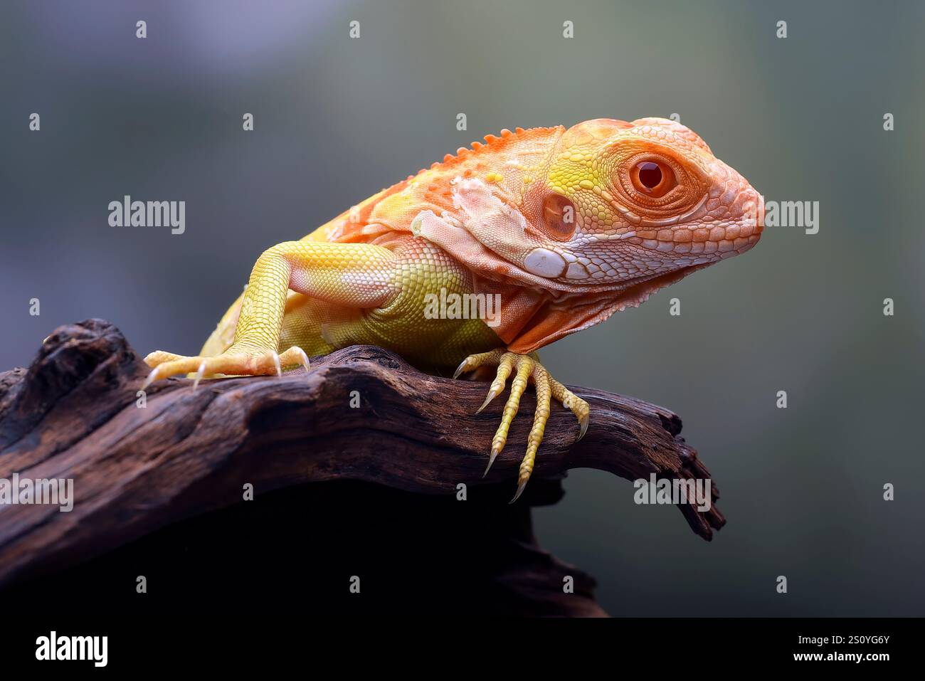 Albino-Leguana ( Leguana) auf einem Baumzweig Stockfoto