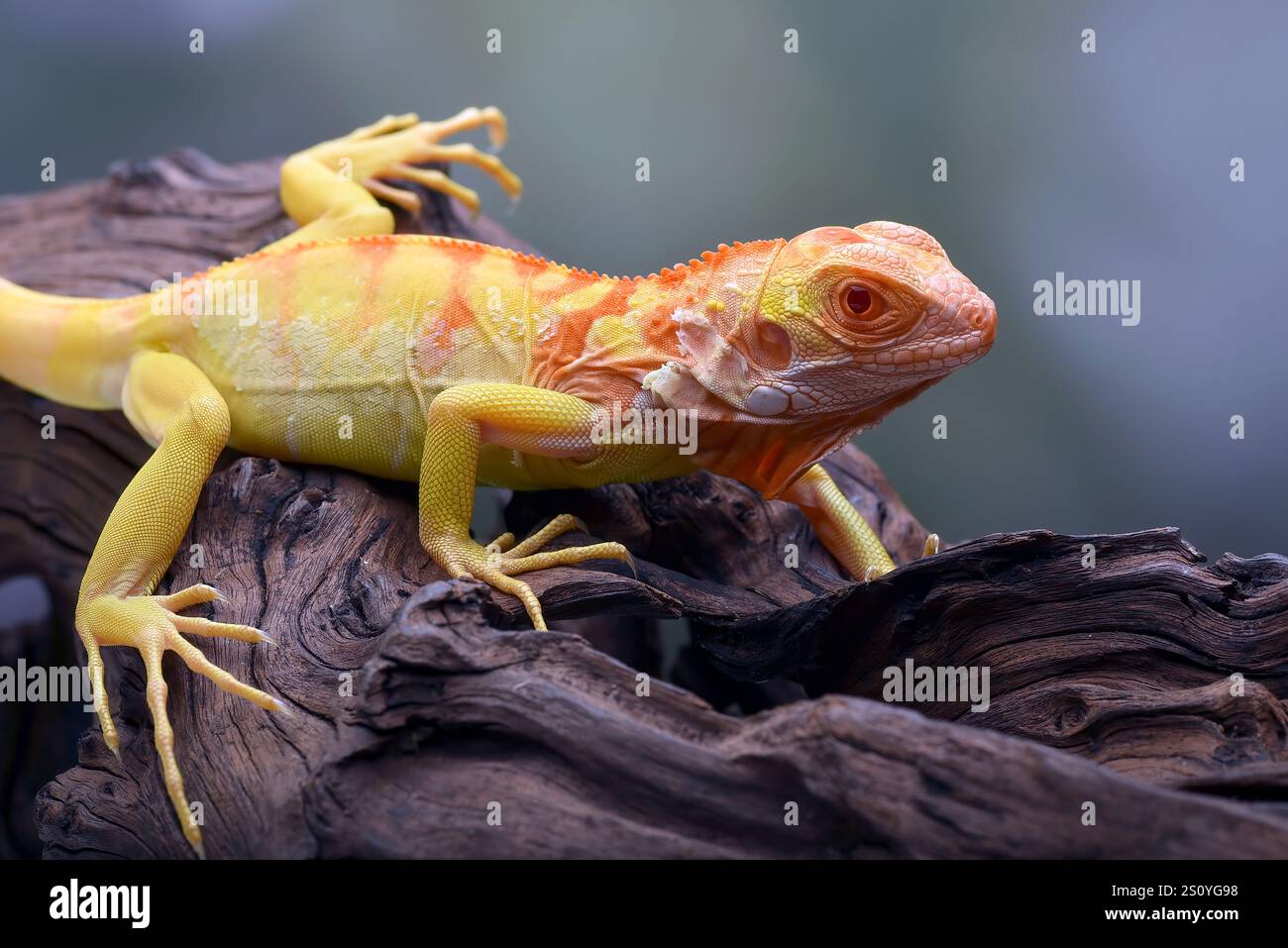 Albino-Leguana ( Leguana) auf einem Baumzweig Stockfoto
