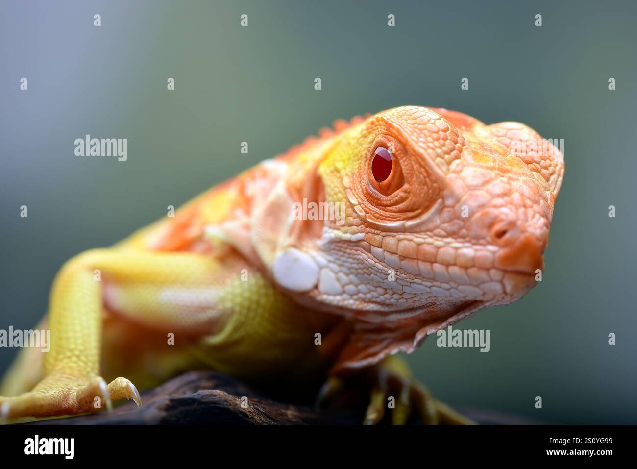 Albino-Leguana ( Leguana) auf einem Baumzweig Stockfoto
