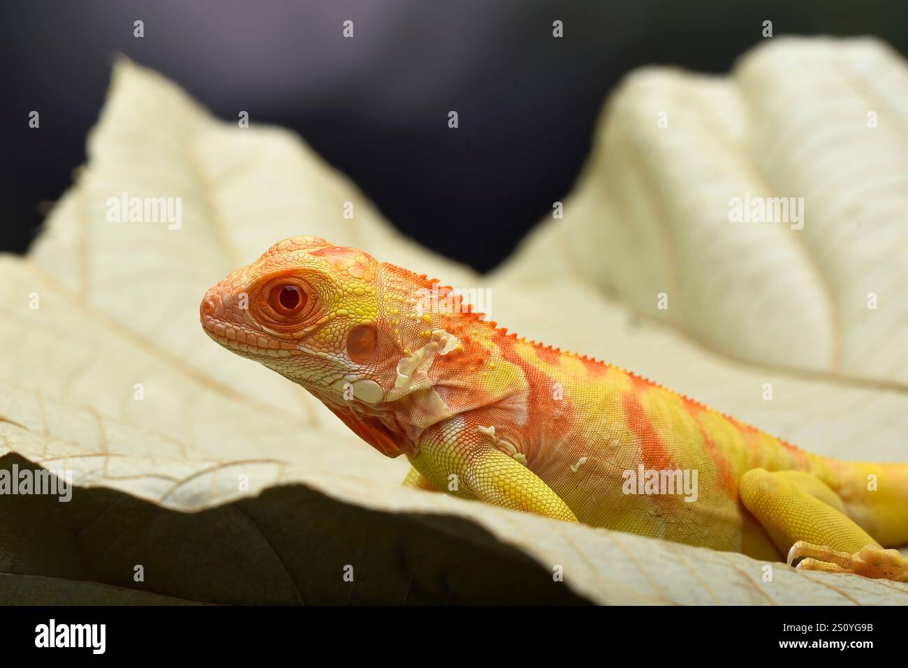 Albino-Leguana ( Leguana) auf einem Baumzweig Stockfoto