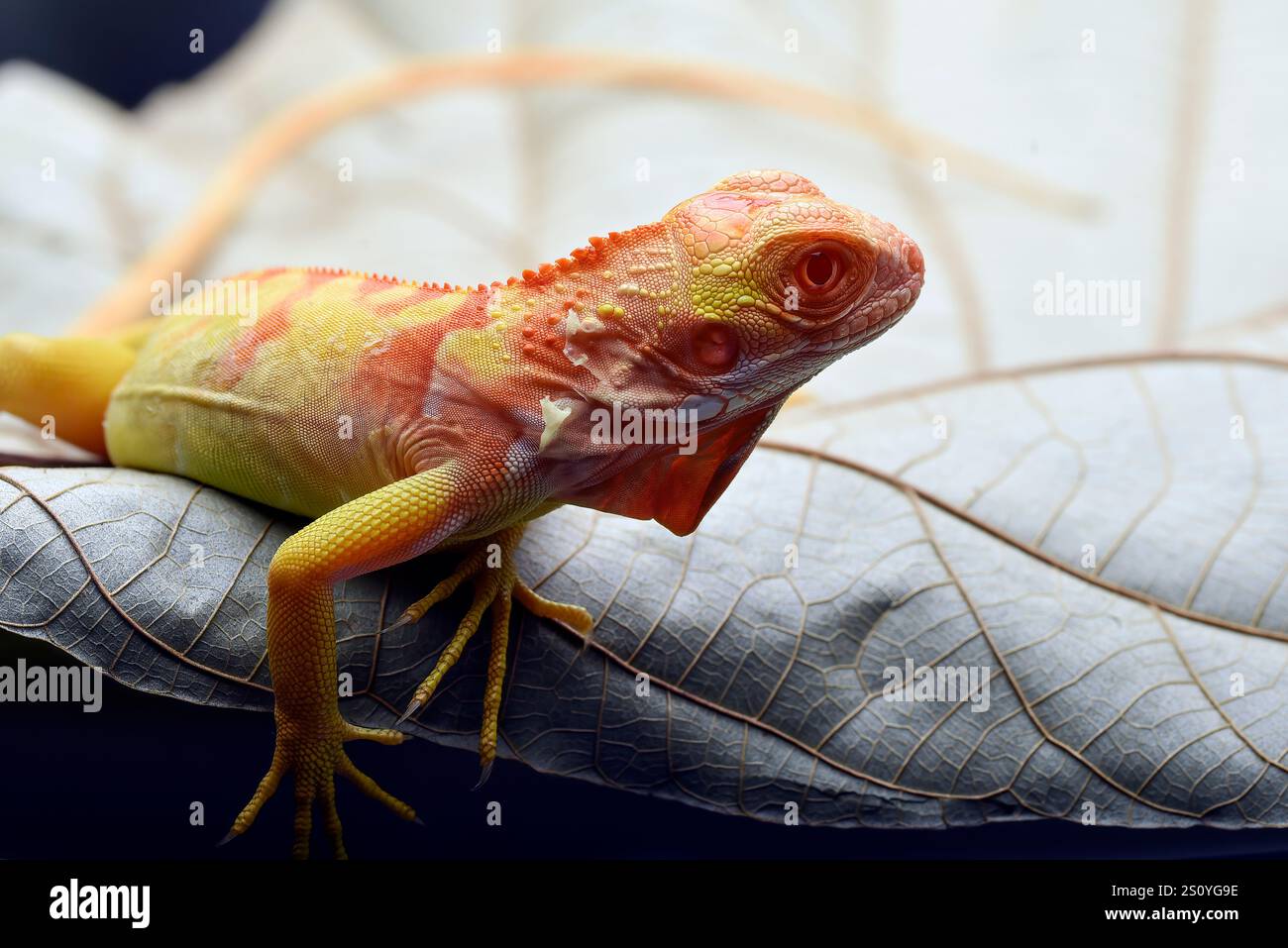 Albino-Leguana ( Leguana) auf einem Baumzweig Stockfoto
