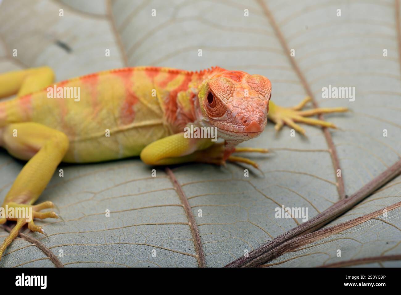 Albino-Leguana ( Leguana) auf einem Baumzweig Stockfoto