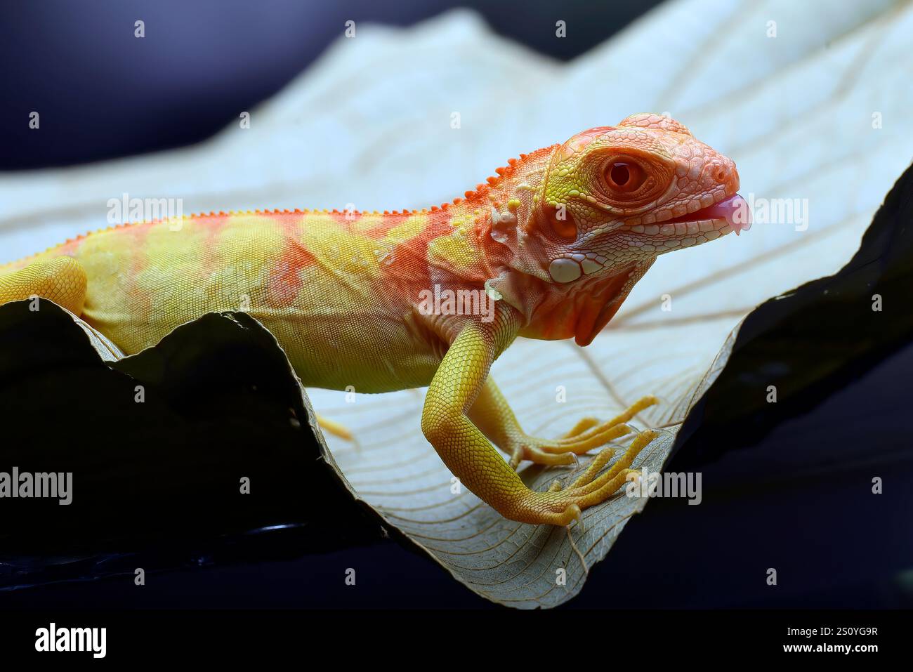 Albino-Leguana ( Leguana) auf einem Baumzweig Stockfoto