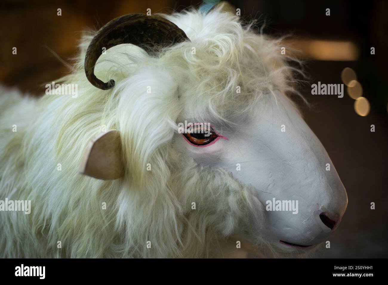 Gefüllter Zylinder. Bergschafe mit weißer Wolle. Tier auf dem Display. Stockfoto