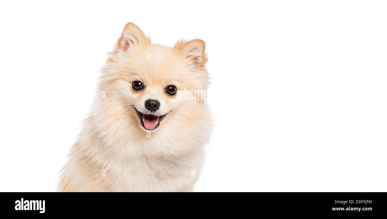 Kopffoto des glücklichen pommerschen Hundes, der die Zunge auf weißem Hintergrund ausstreckt Stockfoto