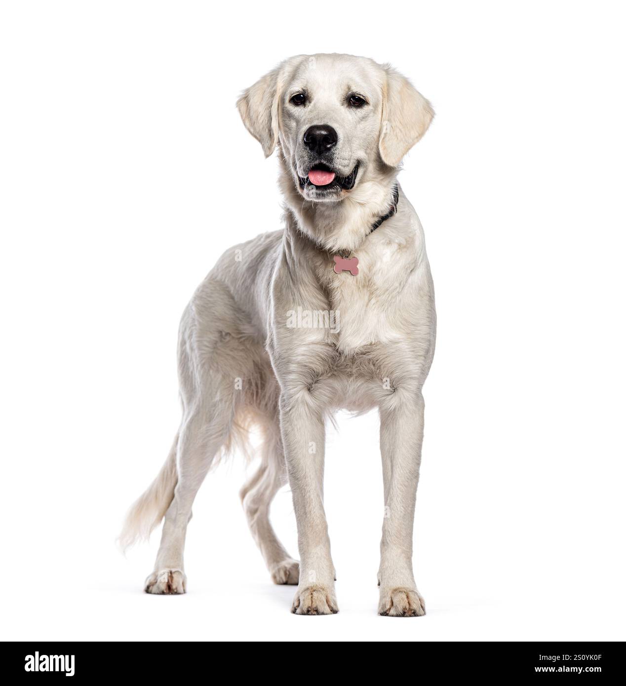 Goldener Retriever mit Kragen auf weißem Hintergrund stehend und nach einigen Übungen keuchend Stockfoto