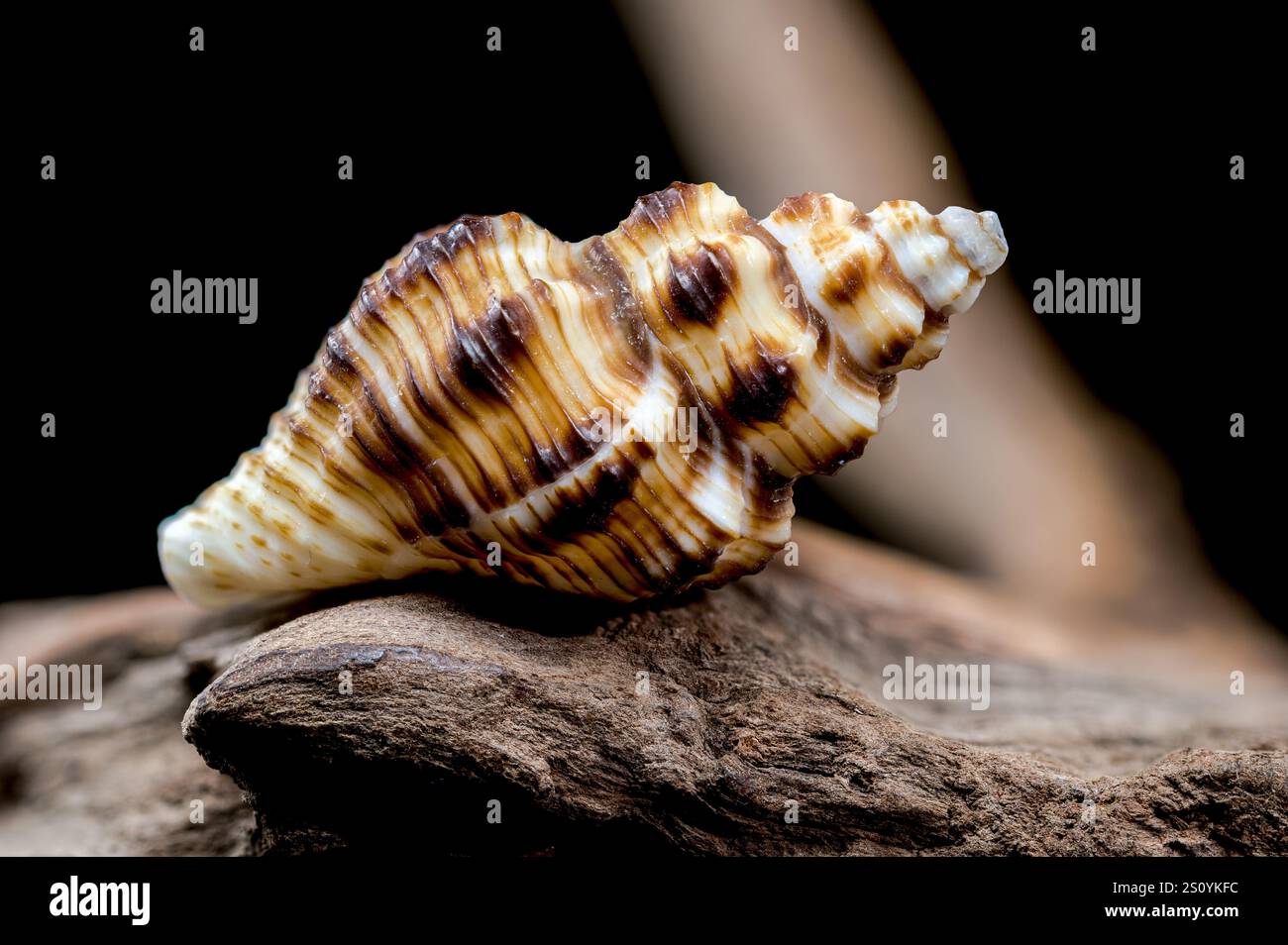 Gestreifte Muschel auf rauem Treibholz Stockfoto