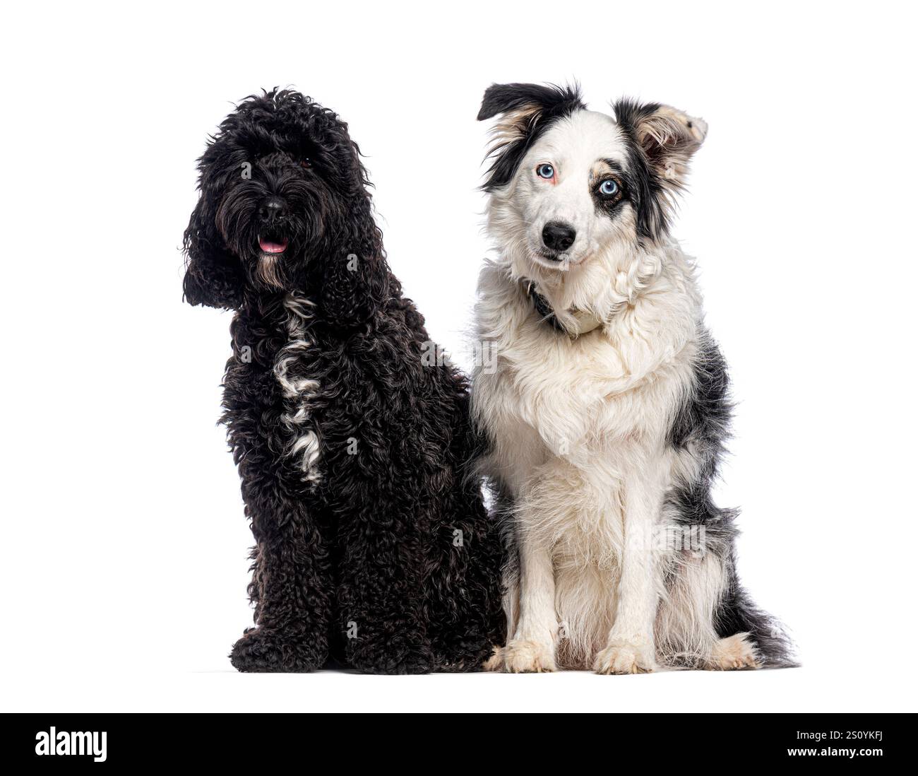 Zwei süße Hunde, ein Cockapoo und ein Border Collie, die zusammen auf einem nahtlosen weißen Hintergrund posieren Stockfoto
