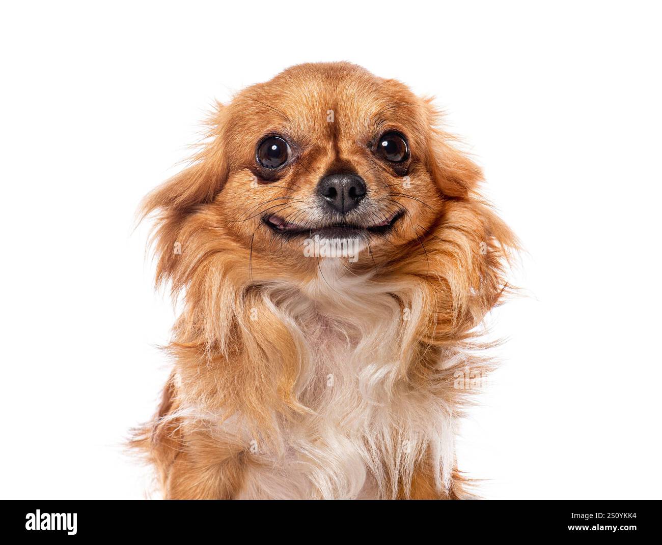 Porträt eines lustigen langhaarigen chihuahua-Hundes, der auf weißem Hintergrund lächelt Stockfoto