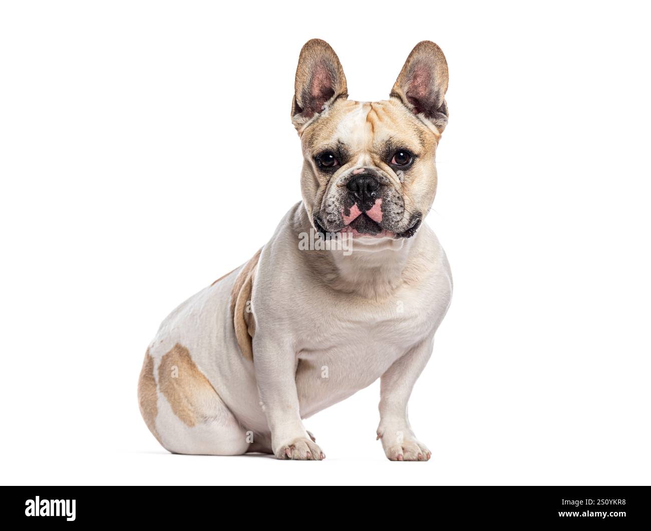 Gesunde und schöne französische Bulldogge, die ruhig sitzt und vorwärts blickt, isoliert auf weißem Hintergrund Stockfoto