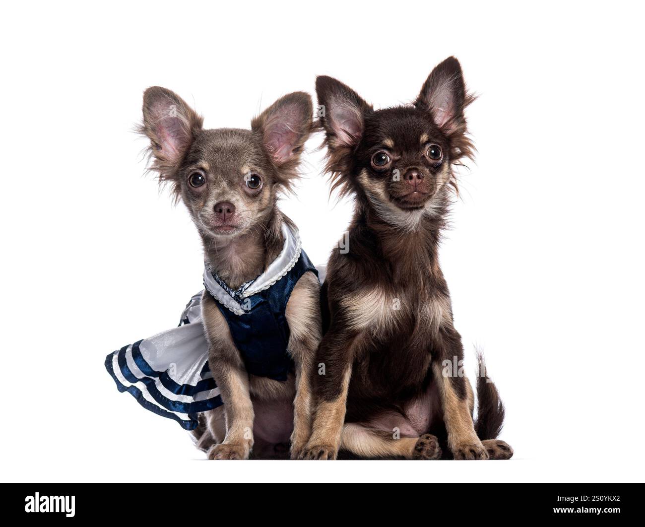 Zwei niedliche chihuahua-Welpen sitzen Seite an Seite vor weißem Hintergrund, einer trägt ein süßes Outfit Stockfoto