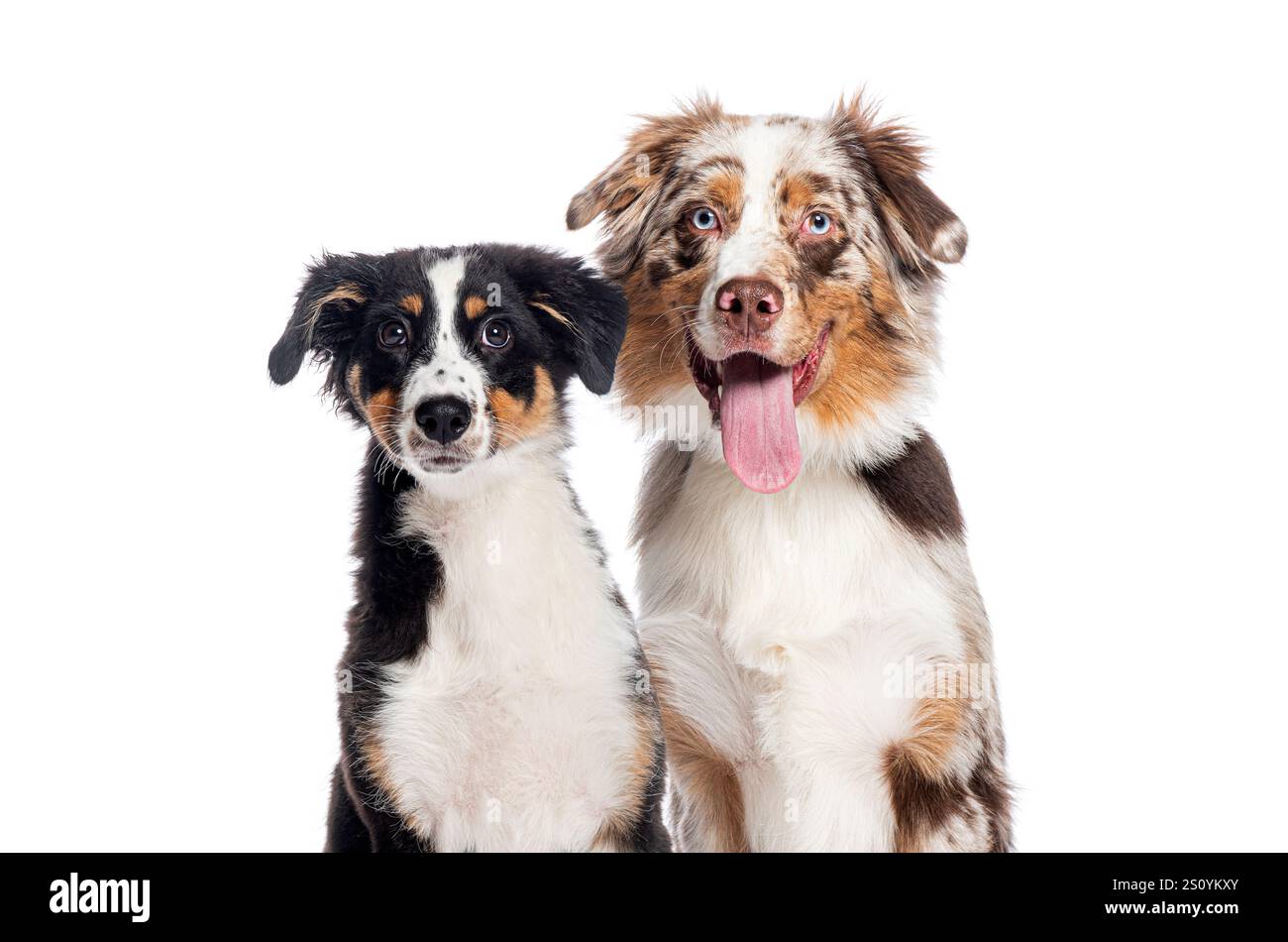 Australischer Schäferhund und Hündchen posiert auf weißem Hintergrund und blickt in die Kamera Stockfoto