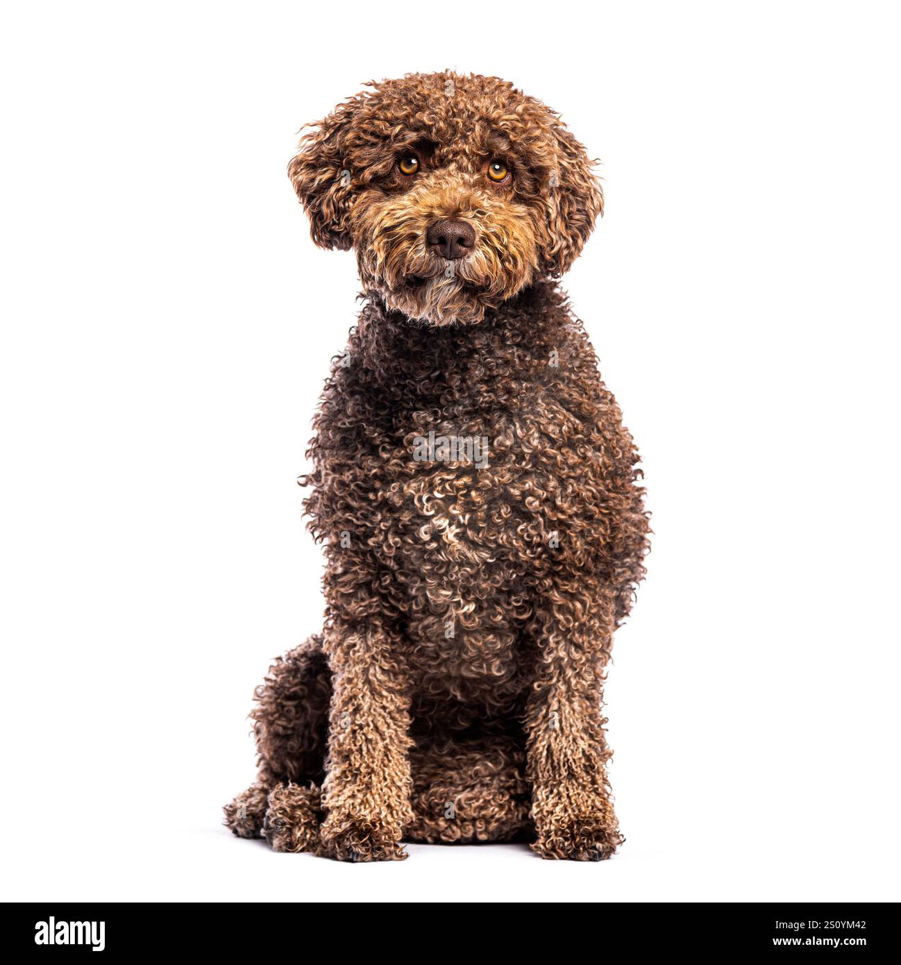 Brauner spanischer Wasserhund, der aufmerksam auf weißem Hintergrund sitzt Stockfoto