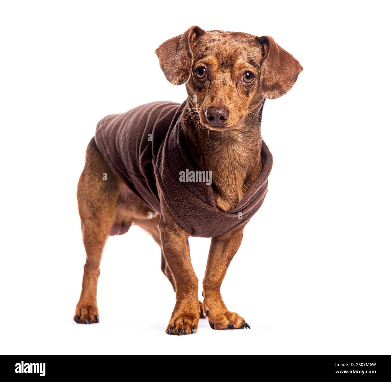 Braunes Dackelhündchen mit braunem Pullover auf weißem Hintergrund Stockfoto