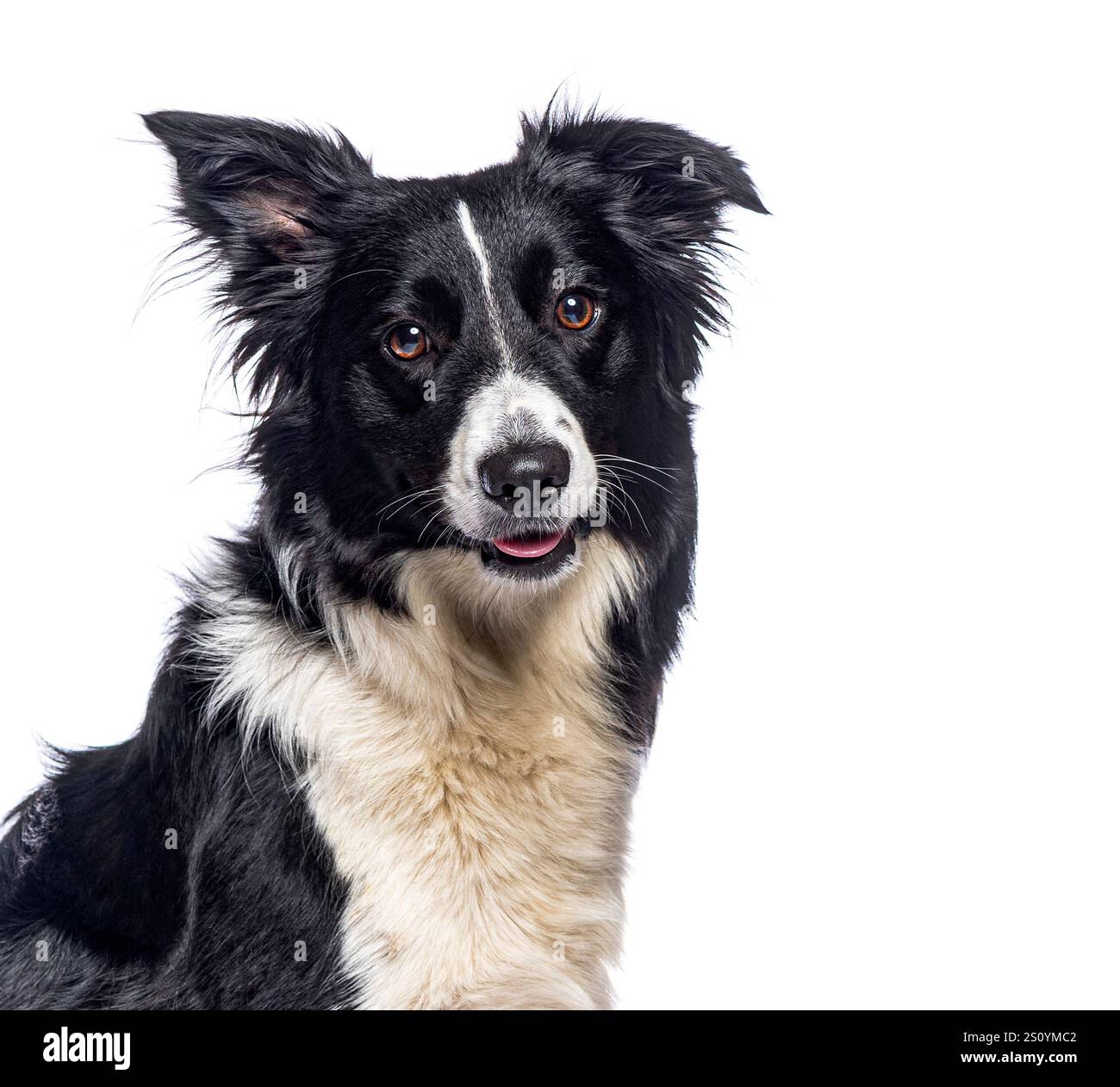 Border Collie stöhnt und zeigt seine Zunge auf weißem Hintergrund Stockfoto