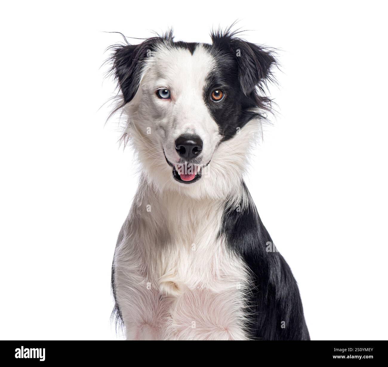 Border Collie Hund sitzt und zeigt seine Heterochromie, verschieden farbige Augen, isoliert auf weiß Stockfoto
