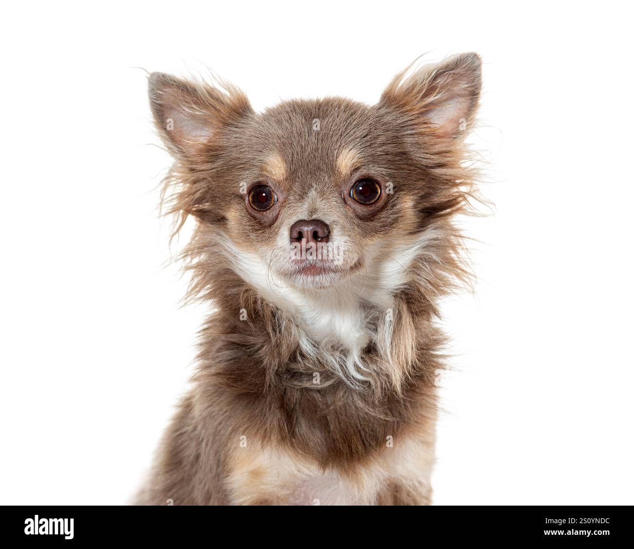 Niedlicher langhaariger chihuahua-Hund posiert für ein Porträt auf einem nahtlosen weißen Hintergrund Stockfoto