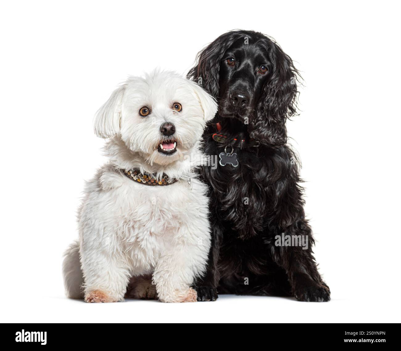 Studio-Porträt von niedlichen Hunden, die zusammen auf weißem Hintergrund posieren Stockfoto Studio-Porträt von niedlichen Hunden, die zusammen auf weißem Hintergrund posieren Stockfoto