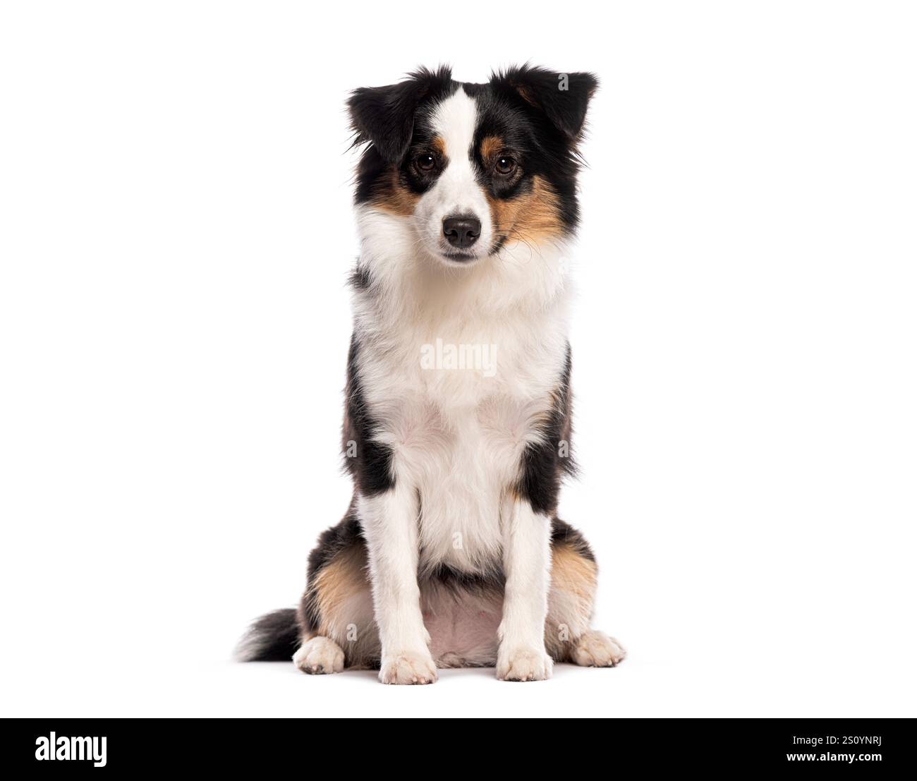 Niedlicher australischer Miniaturhirte, der auf einem nahtlosen weißen Hintergrund sitzt und posiert Stockfoto