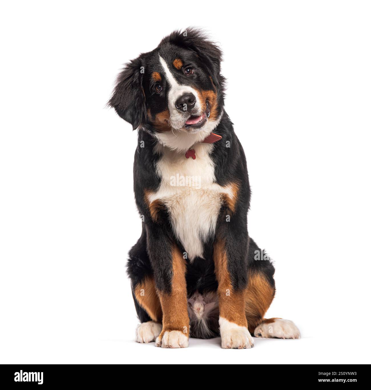 Der niedliche berner berner berner Hündchen neigt seinen Kopf neugierig, leicht keuchend und zeigt seine verspielte Natur Stockfoto