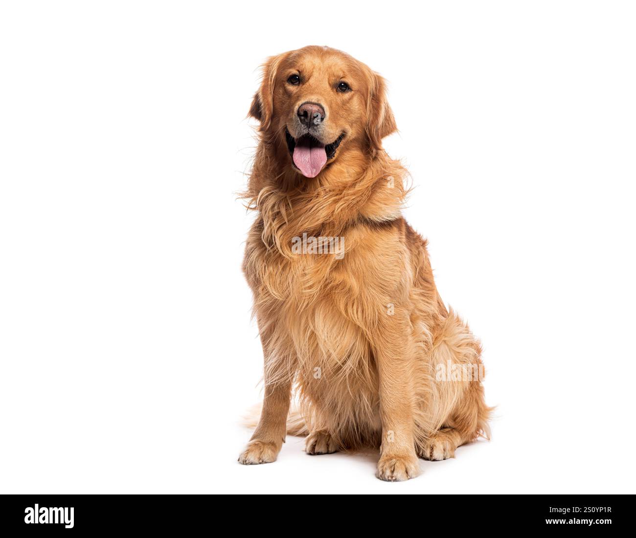 Golden Retriever sitzt und hecht auf weißem Hintergrund, sieht freundlich und entspannt aus Stockfoto
