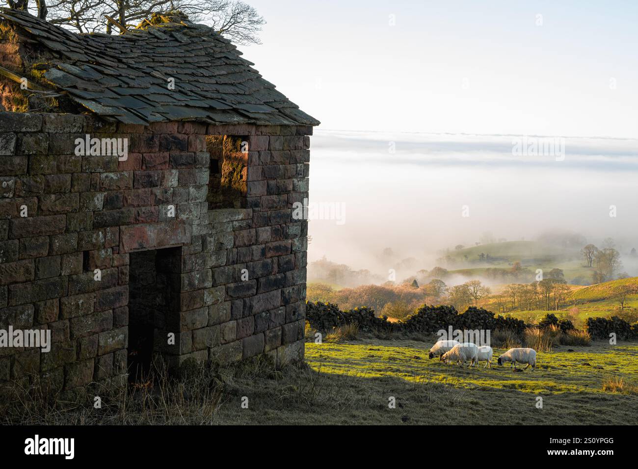 Schafe, die bei Roach End im Staffordshire Peak District National Park weiden, während einer Wolkenumkehr im Winter. Stockfoto