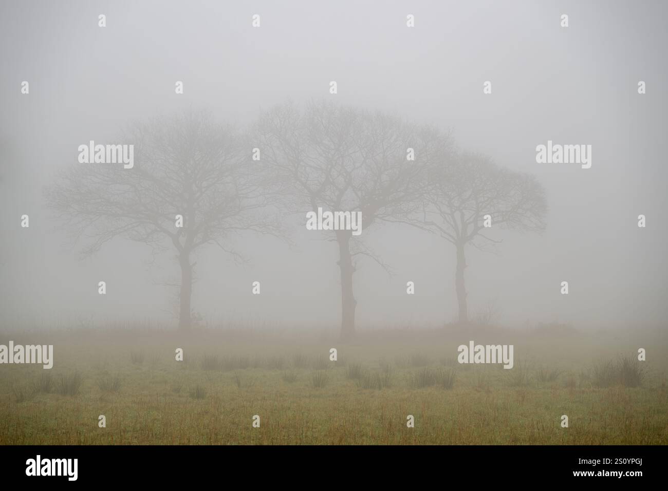 Eine Reihe von drei Waldbäumen, die im Winter in eine dichte Decke aus Nebel und Nebel gehüllt sind. Stockfoto