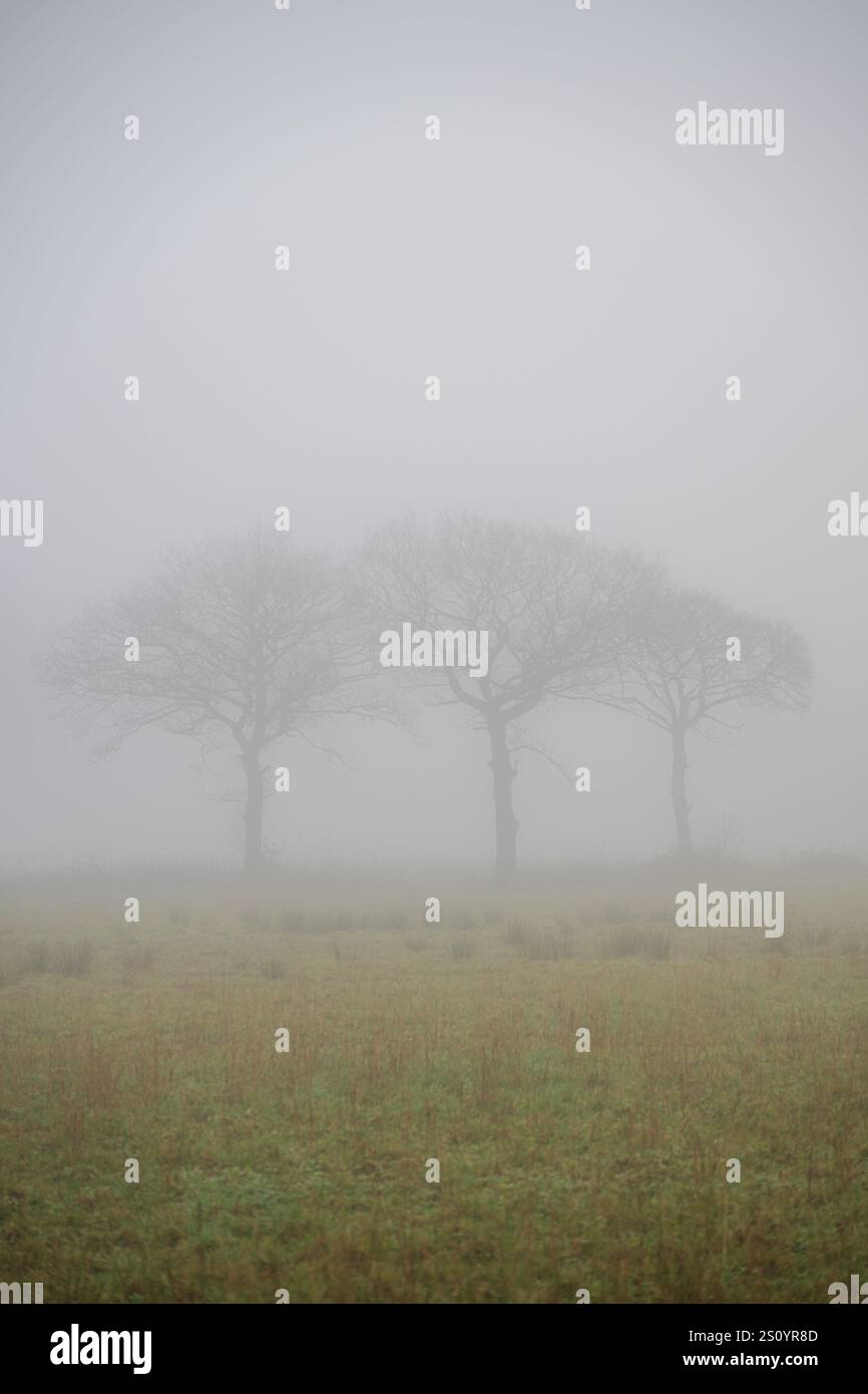 Eine Reihe von drei Waldbäumen, die im Winter in eine dichte Decke aus Nebel und Nebel gehüllt sind. Stockfoto