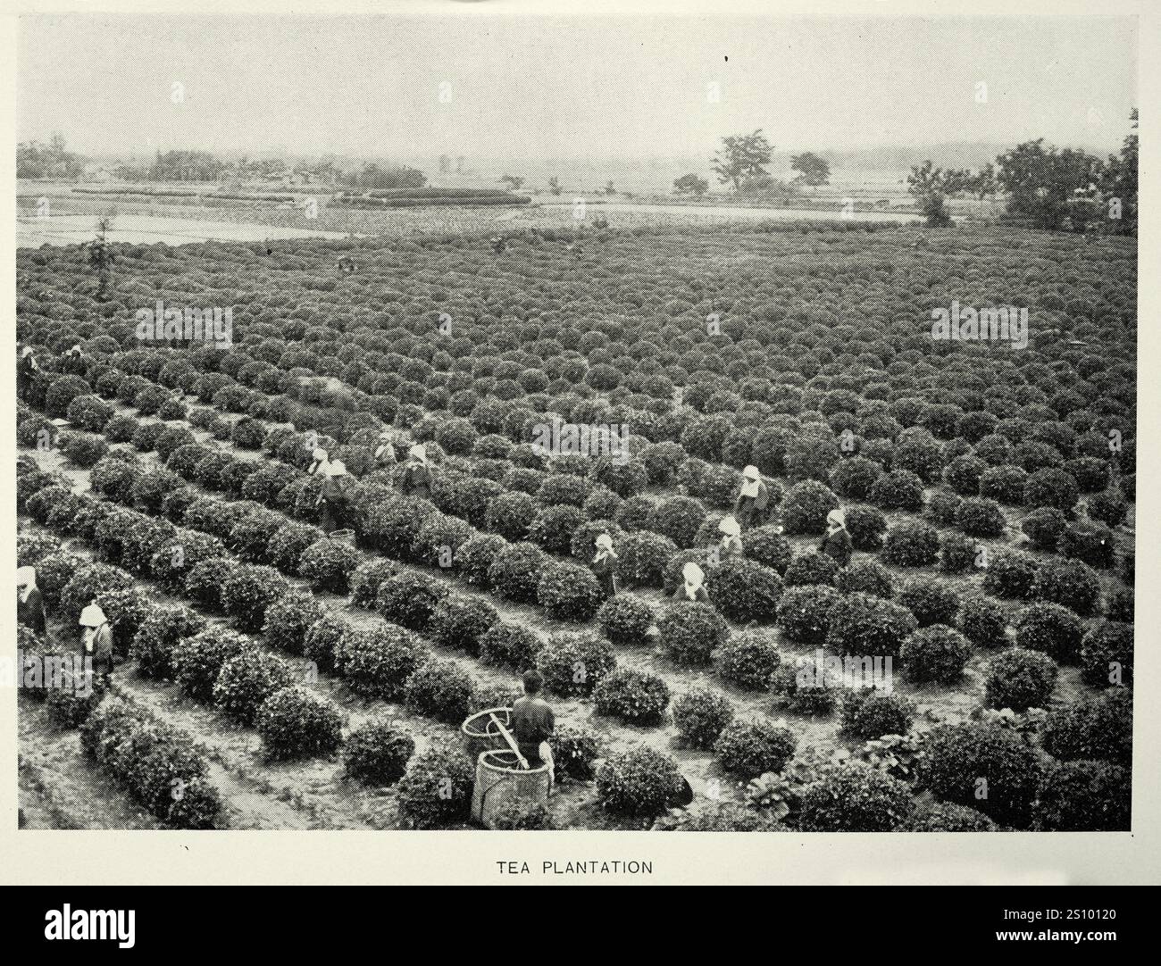 Geschichte Japans, japanische Teeplantage, Arbeiter, die Blätter pflücken, Vintage-Foto, 19. Jahrhundert Stockfoto
