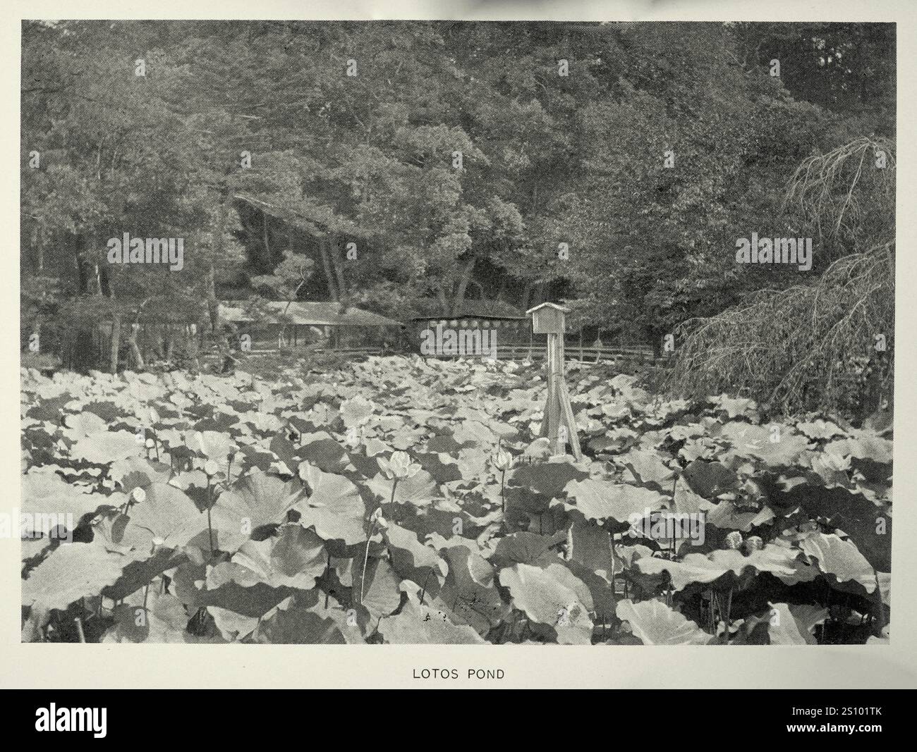 Geschichte Japans, Japanischer Lotos-Teich, Vintage-Fotografie, 19. Jahrhundert Stockfoto