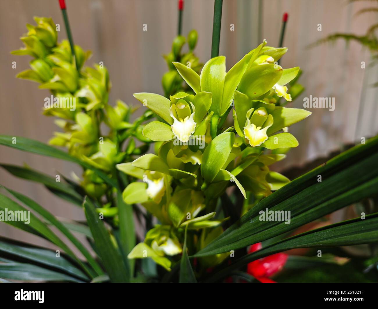 Blumenstrauß grüner Orchideenblüten im Garten Stockfoto