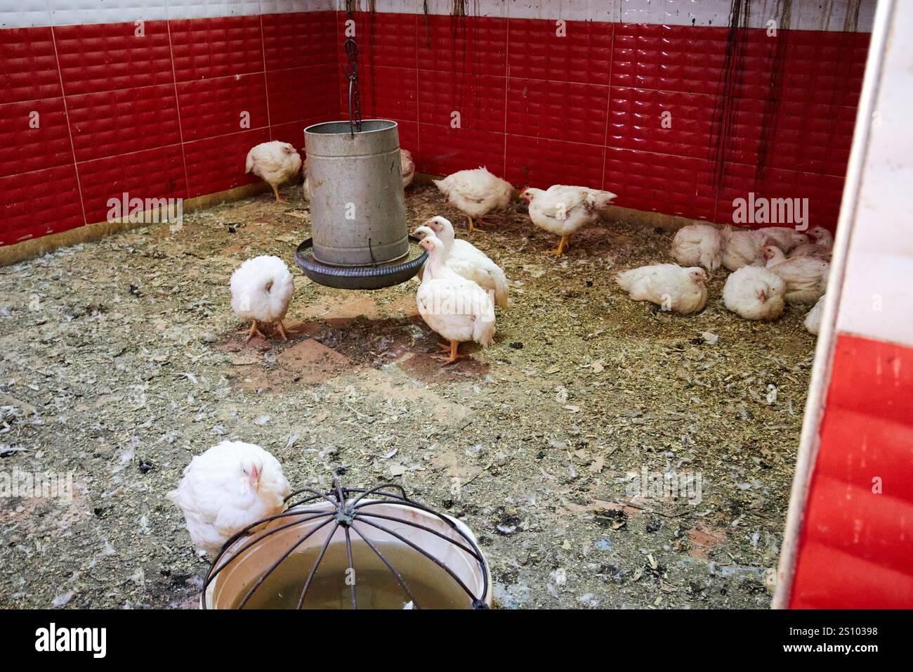Lebende Hühner, die in einem Verkaufsstand auf dem jüdischen Lebensmittelmarkt von marrakesch, marokko, zum Fleisch gehalten werden Stockfoto