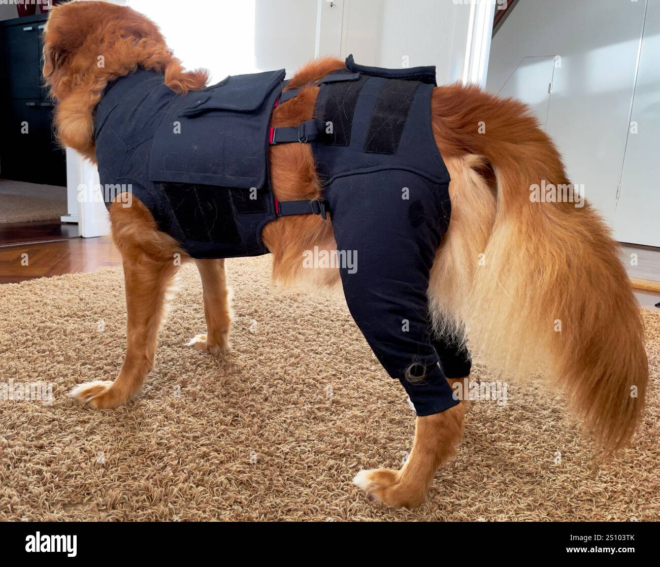 Verletzter Hund, nova scotia Ente toller Retriever, trägt medizinische Chirurgie Hemd für Wundschutz nach der Operation, zweite Haut Stockfoto