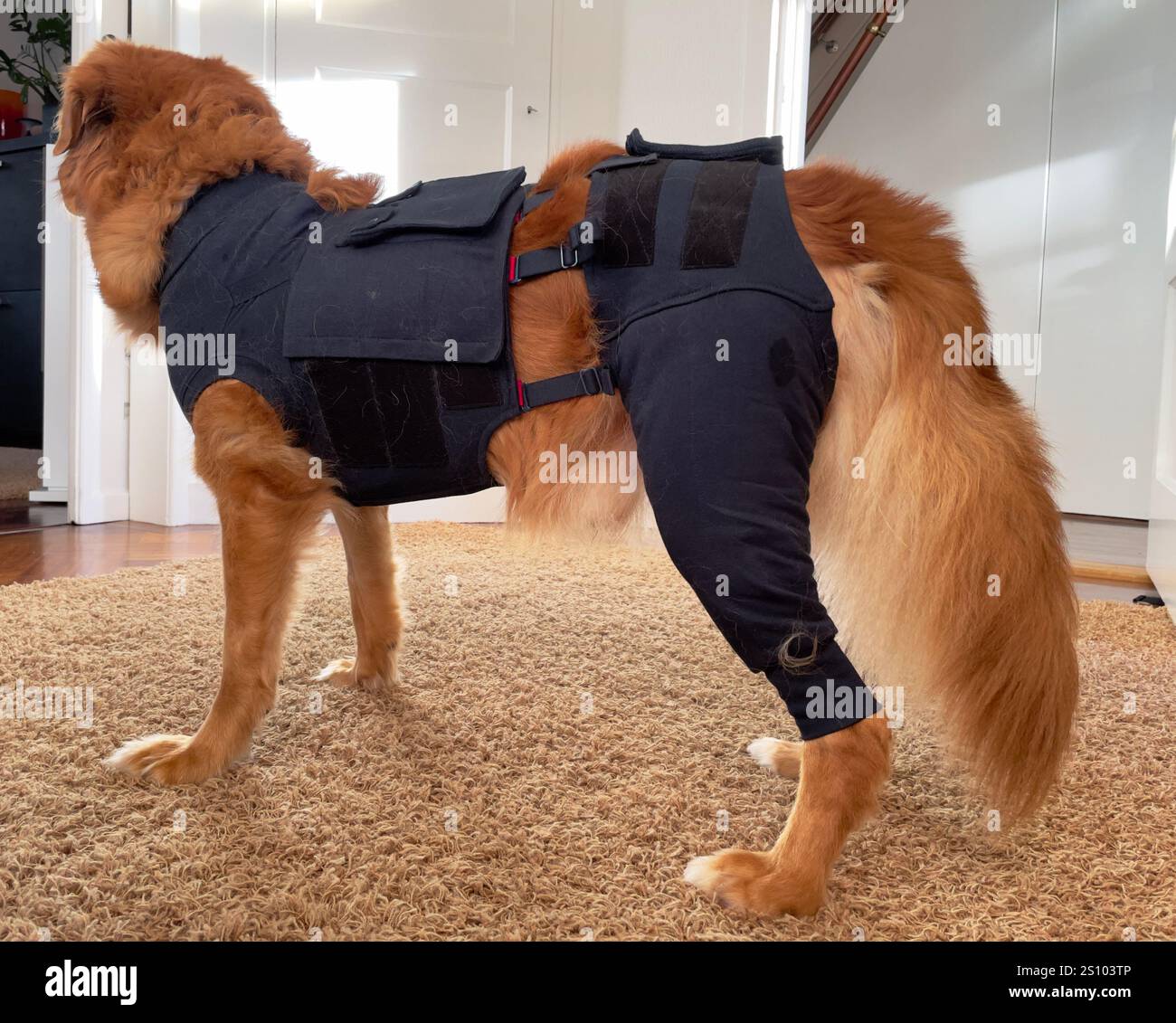 Verletzter Hund, nova scotia Ente toller Retriever, trägt medizinische Chirurgie Hemd für Wundschutz nach der Operation, zweite Haut Stockfoto