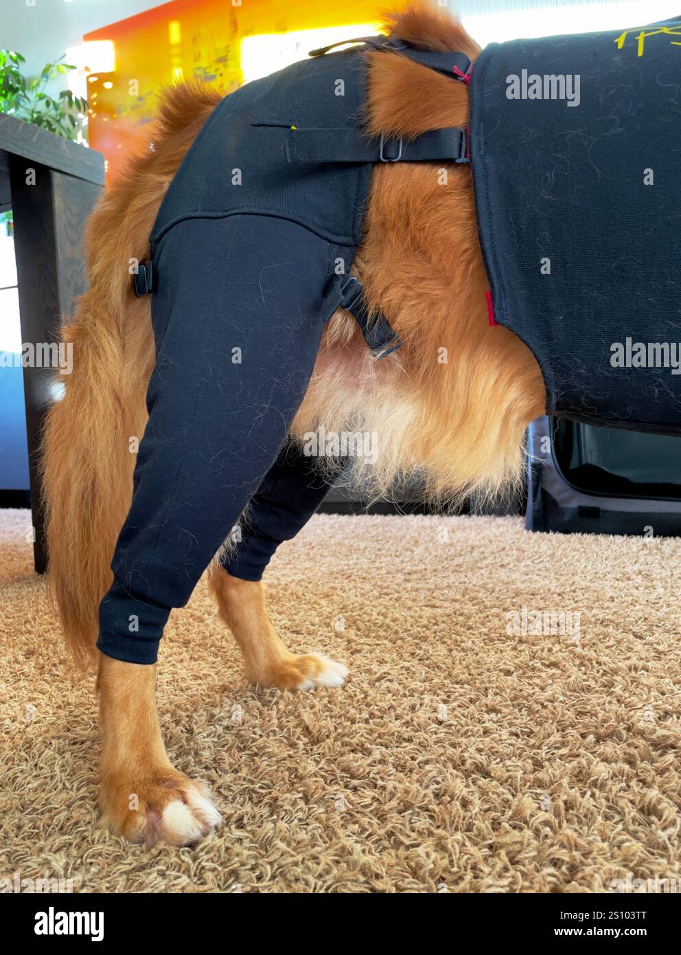 Verletzter Hund, nova scotia Ente toller Retriever, trägt medizinische Chirurgie Hemd für Wundschutz nach der Operation, zweite Haut Stockfoto