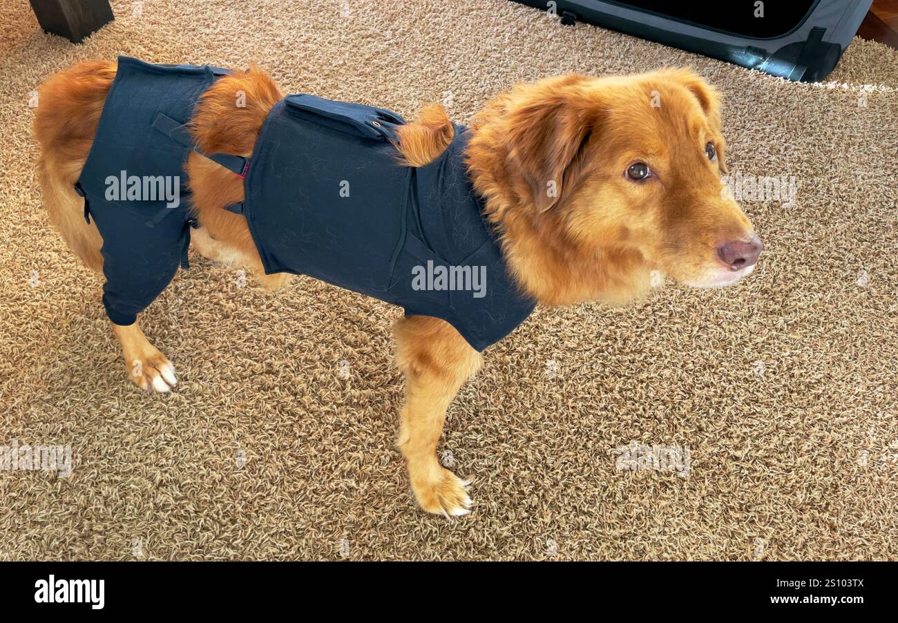 Verletzter Hund, nova scotia Ente toller Retriever, trägt medizinische Chirurgie Hemd für Wundschutz nach der Operation, zweite Haut Stockfoto