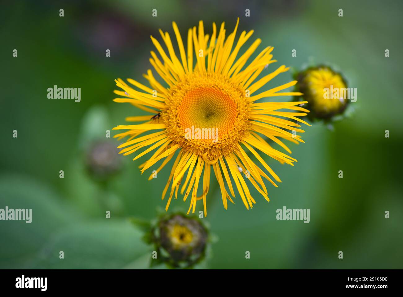 Nahaufnahme einer Inula Helenium Blume im Garten. Selektiver Fokus Stockfoto