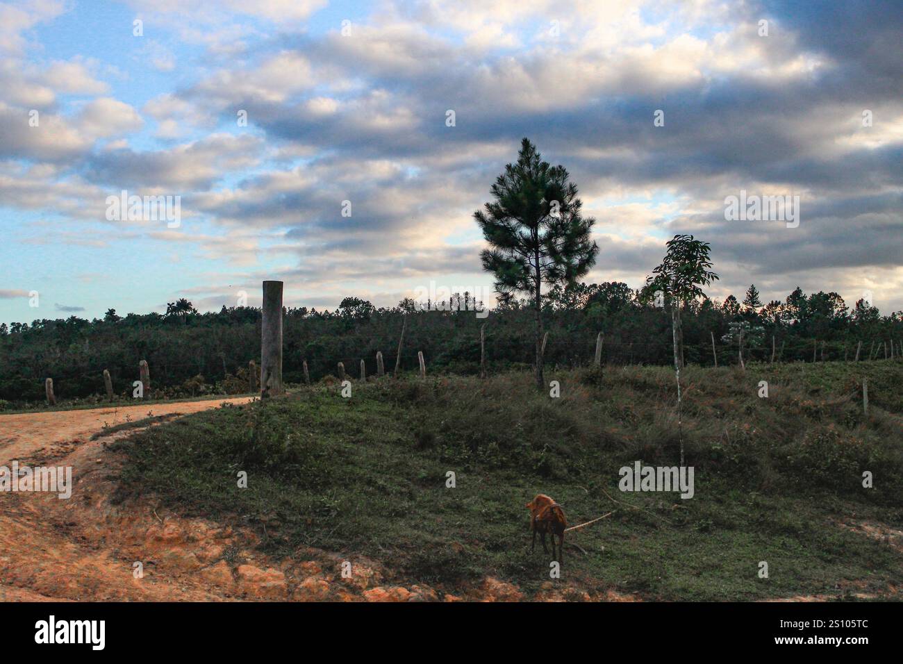 Ländliches Leben in Kuba: Kubanische Ziege, ein Beispiel für tropische Tierhaltung und Tierschutz Stockfoto