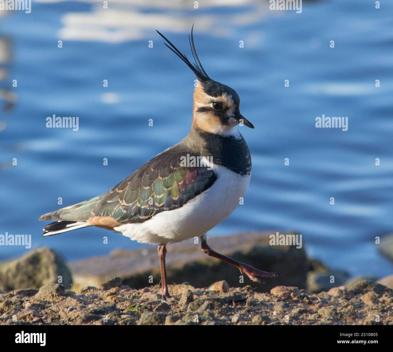 Lapwing (Vanellus vanellus), aufgenommen am 9. Dezember 2024 in der WWT Martin Mere. Stockfoto