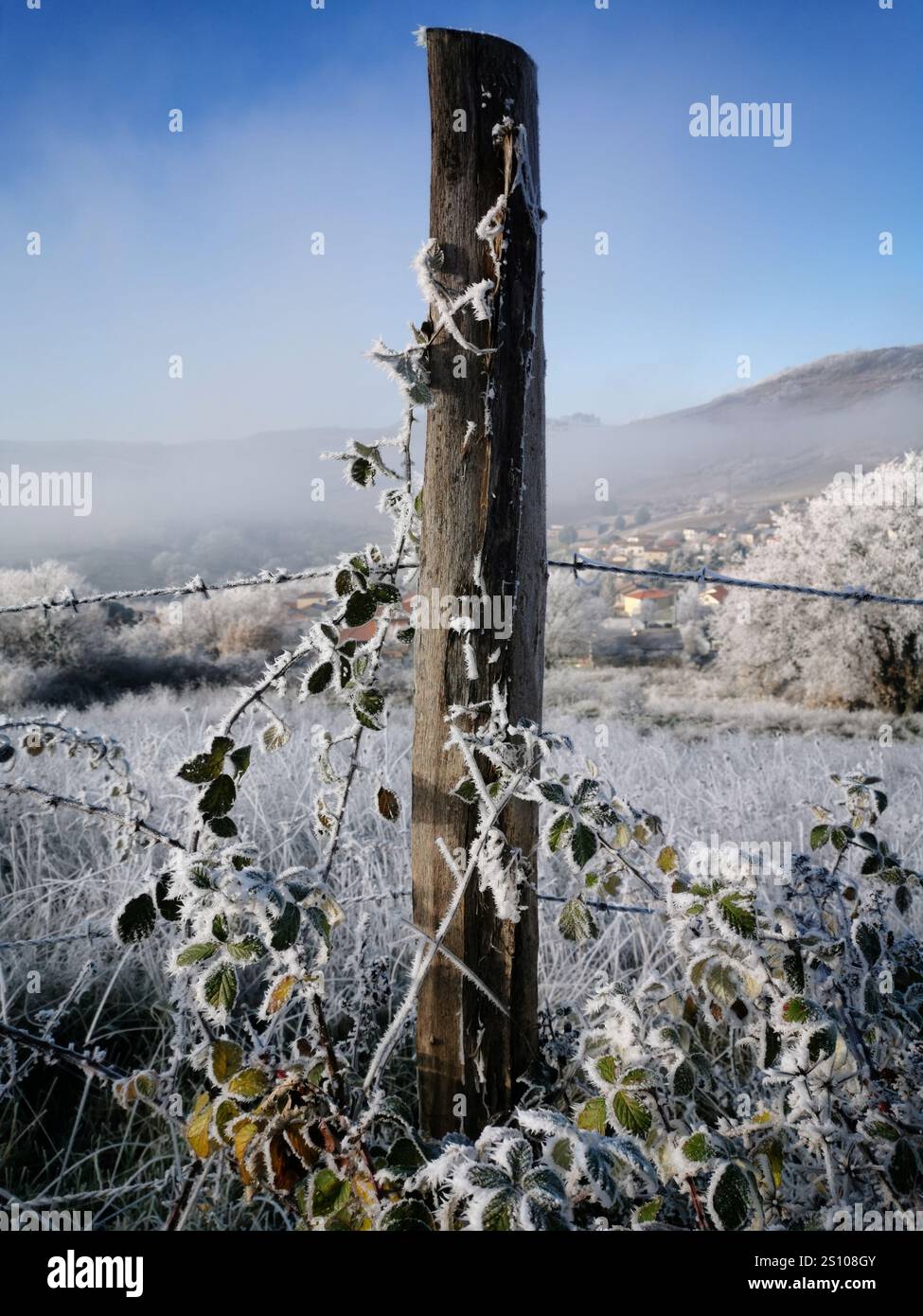 Frostbedeckte Zaunpfosten in ruhiger Winterlandschaft bei Sonnenaufgang - Smartphone-aufgenommenes Stockfoto