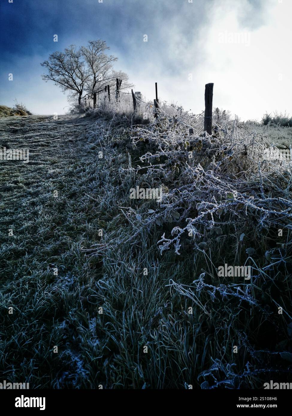 Frostbewachsenes Gras und karger Baum entlang eines rustikalen Zauns in einer ruhigen Winterlandschaft Stockfoto