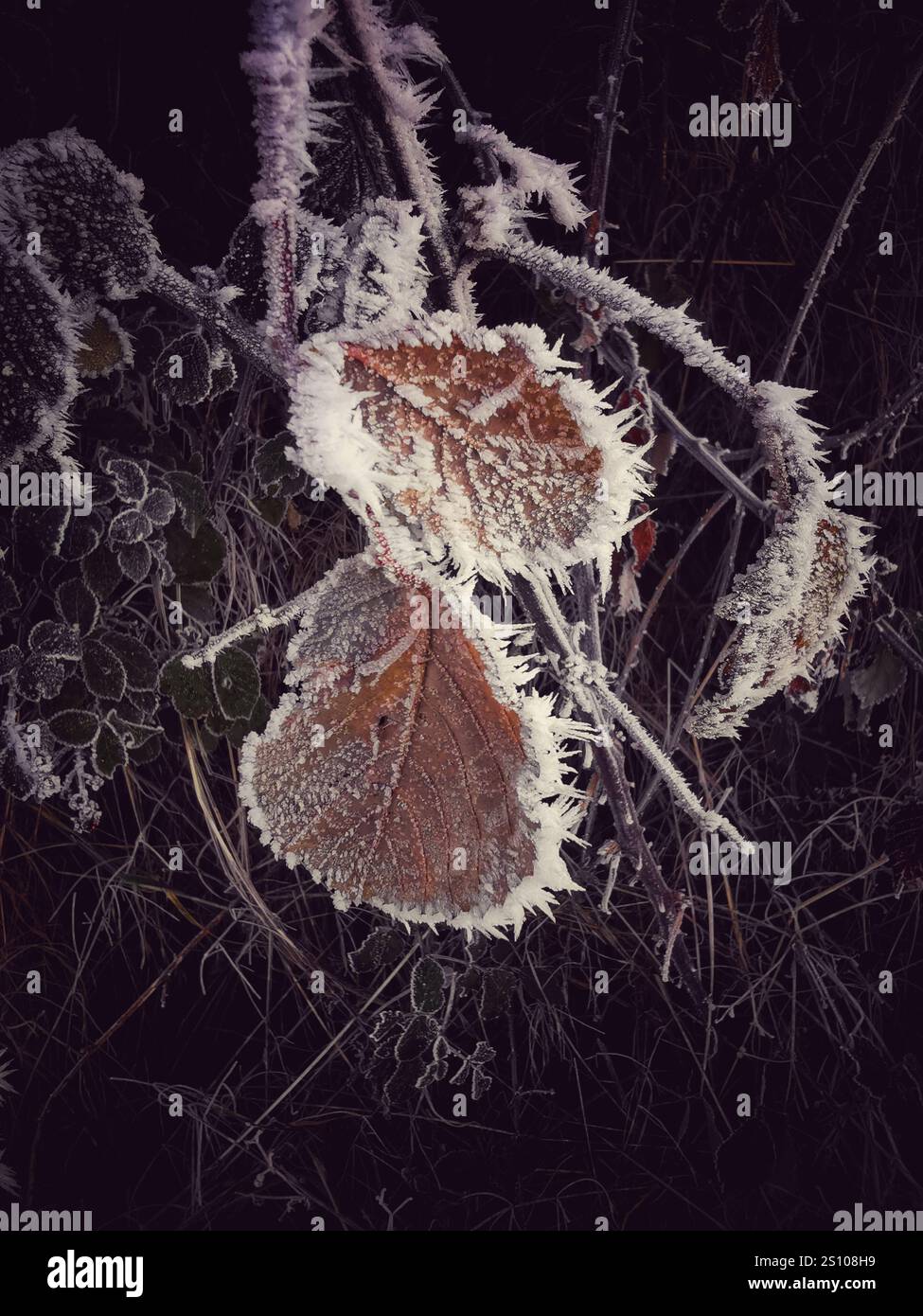 Frostbedeckte Blätter glitzern im Morgenlicht im Winter in einer ländlichen Gegend - Smartphone-aufgenommenes Stockfoto