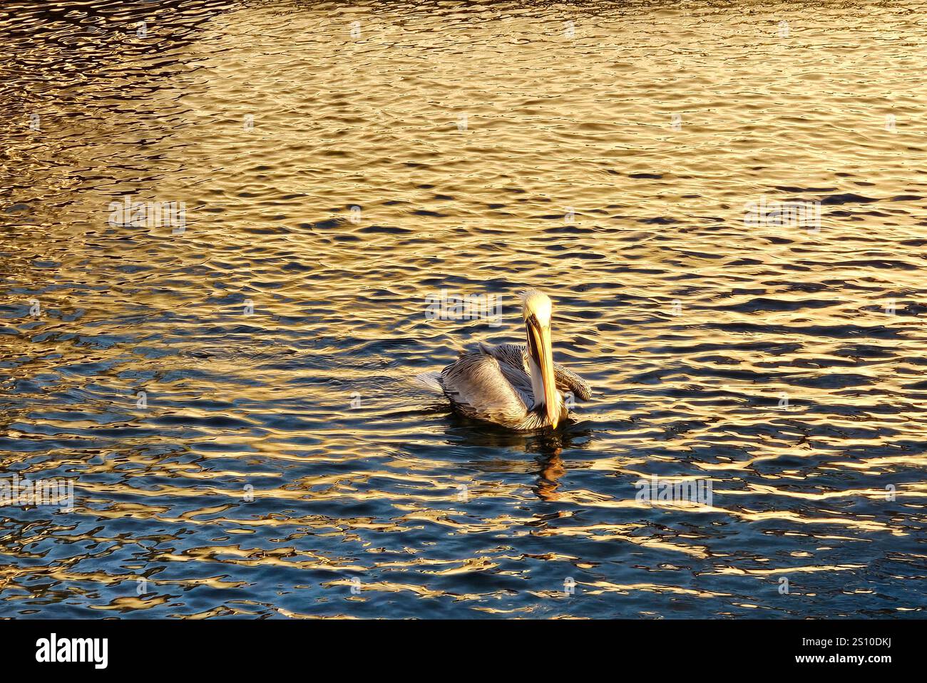 Ein brauner Pelikan fischt im Hafen von Pensacola, Fllorida - Smartphone-aufgenommenes Stockfoto