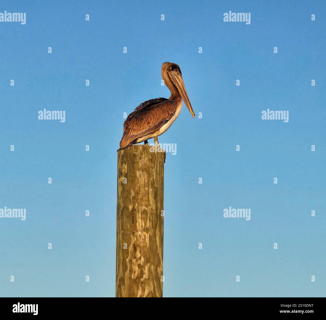 Ein brauner Pelikan thront auf einem Stapel in Baytowne Marina, Sandestin, Florida - Smartphone-aufgenommenes Stockfoto