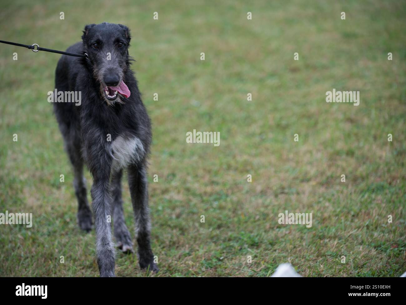 Der schottische Deerhound geht auf einem Grasfeld Stockfoto