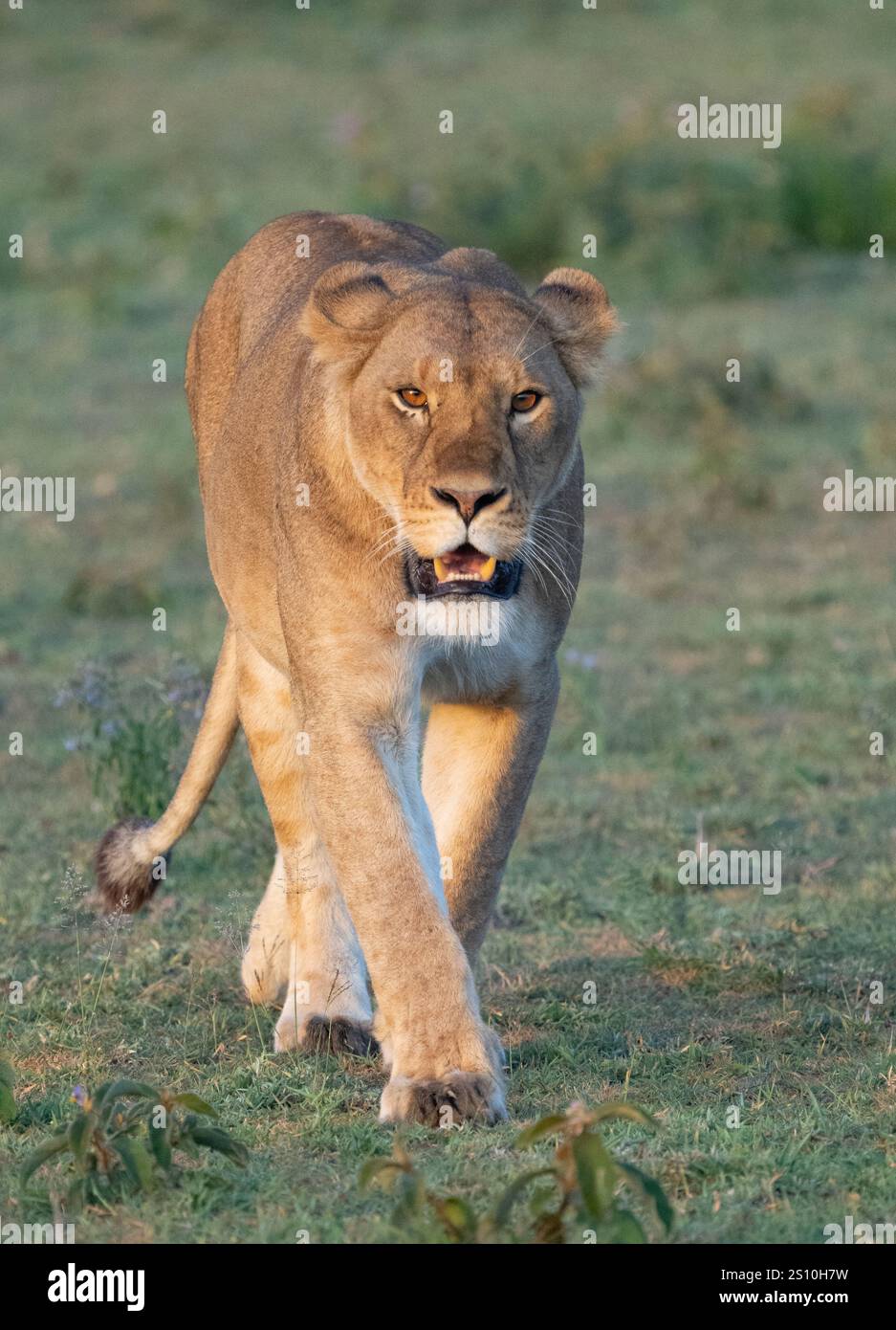 Löwe (Panthera leo), der zur Kamera geht Stockfoto