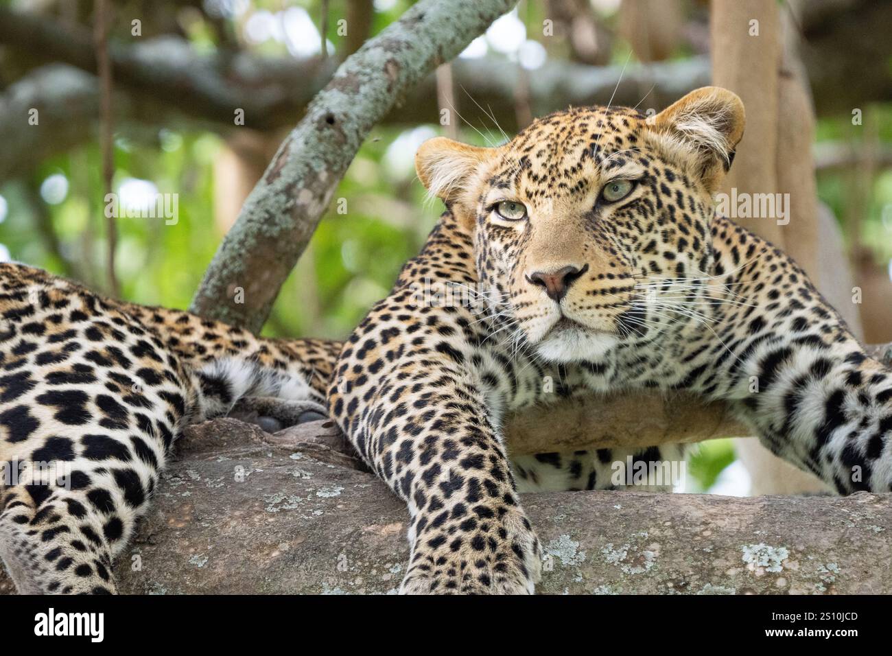 Leoparden (Panthera Pardus) ruht in Baum Stockfoto