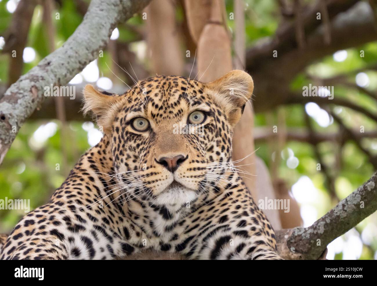 Leopard (Panthera pardus) ruht in einem Baum und blickt auf eine Kamera Stockfoto